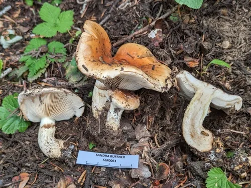 Pholiota avellaneifolia
