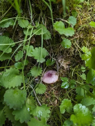 Russula zelleri