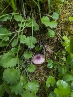 Russula zelleri thumbnail 1