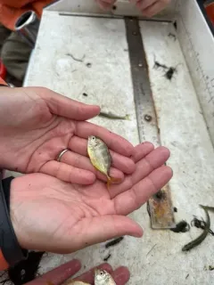 Atlantic Crevalle Jack thumbnail 4
