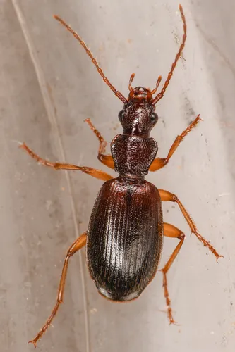 Cymindis unicolor