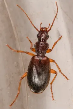 Cymindis unicolor thumbnail 1