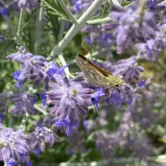 American Branded Skipper thumbnail 2