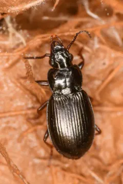Pterostichus riparius thumbnail 1