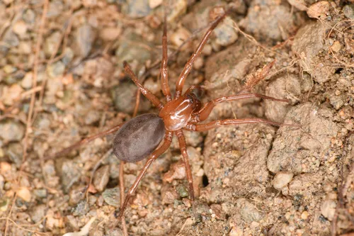 Cybaeus charlesi