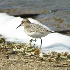 Baird's Sandpiper thumbnail 4