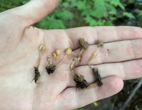 Coprinellus aquatilis