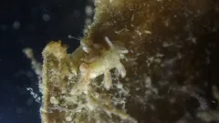 Spotted Lagoon Aeolid thumbnail 3