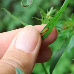 Black-margined Loosestrife Beetle thumbnail 4