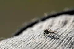 Arctic Mosquito thumbnail 1