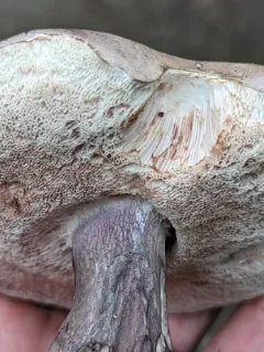 violet-gray bolete thumbnail 2