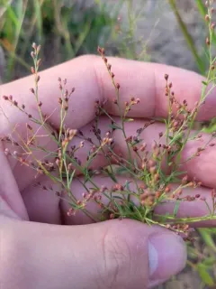 Leggett's Pinweed thumbnail 3