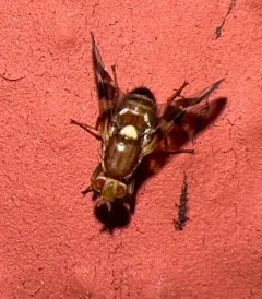 Walnut Husk Fly thumbnail 2