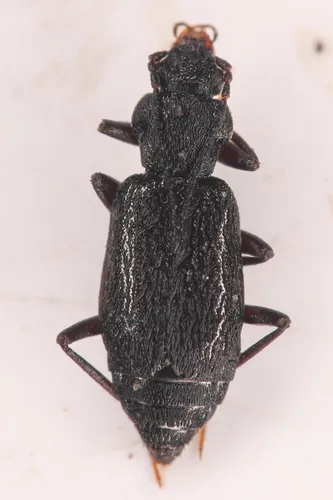 Vellica longipennis