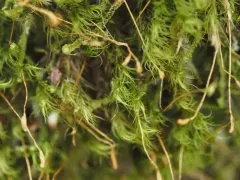 Starke's Fork-moss thumbnail 2