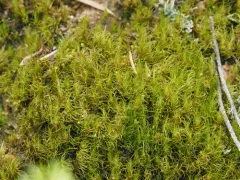 Dicranum pallidisetum thumbnail 3