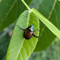 Winsome Fly thumbnail 2