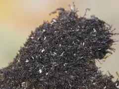 Speckled Rustwort thumbnail 3