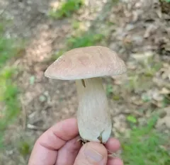 lilac bolete thumbnail 4