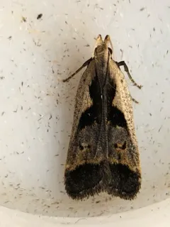 Hairy Dichomeris Moth thumbnail 2