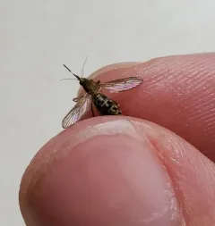Eastern Saltmarsh Mosquito thumbnail 3