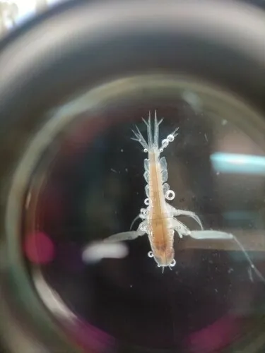 Themisto compressa