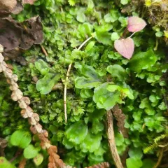 Ring Pellia thumbnail 4