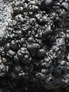 Pulvinora pringlei thumbnail 3