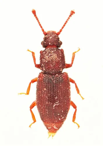 Monotoma americana