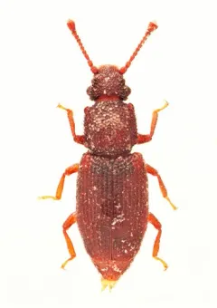 Monotoma americana thumbnail 1