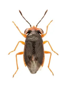 Isthmocoris piceus thumbnail 2