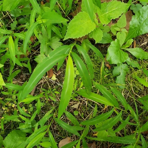 Japanese stiltgrass