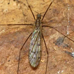 Metalimnobia novaeangliae thumbnail 2