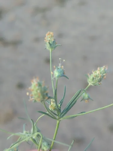 Sand Plantain