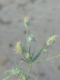 Sand Plantain thumbnail 1