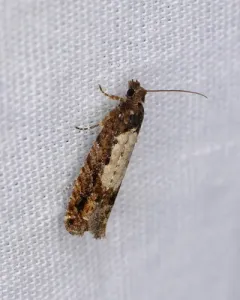 Epinotia emarginana thumbnail 3