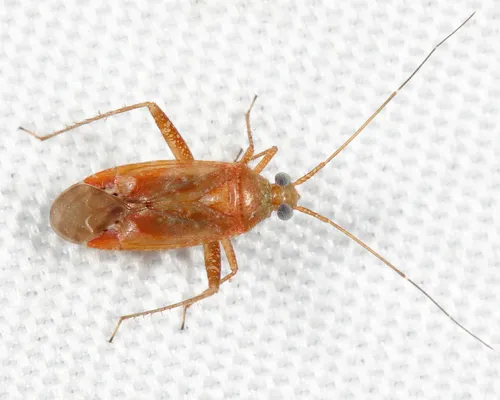 Phytocoris diversus