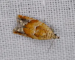 Epinotia castaneana thumbnail 1