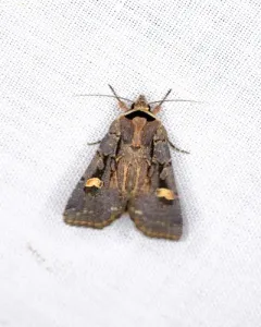 Adelphagrotis indeterminata thumbnail 3