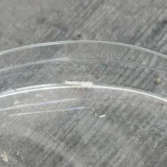 Common Silverfish thumbnail 2