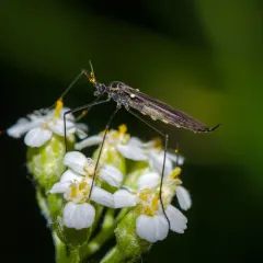 Gnophomyia tristissima thumbnail 2