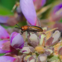 Goldenrod Leafminer thumbnail 2