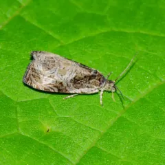 Bunchberry Leaffolder Moth thumbnail 2