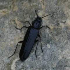 New House Borer thumbnail 3