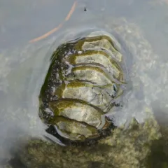 Hind's Chiton thumbnail 3