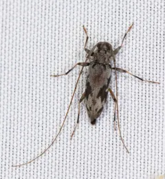 Lepturges angulatus thumbnail 4