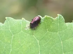 Phratora purpurea thumbnail 1