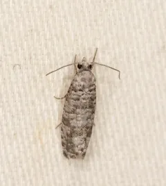 Gray Retinia Moth thumbnail 3
