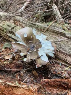Russula brunneola thumbnail 2
