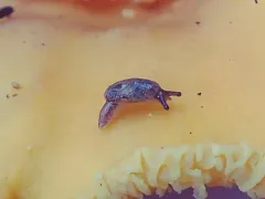 Warty Jumping-slug thumbnail 3